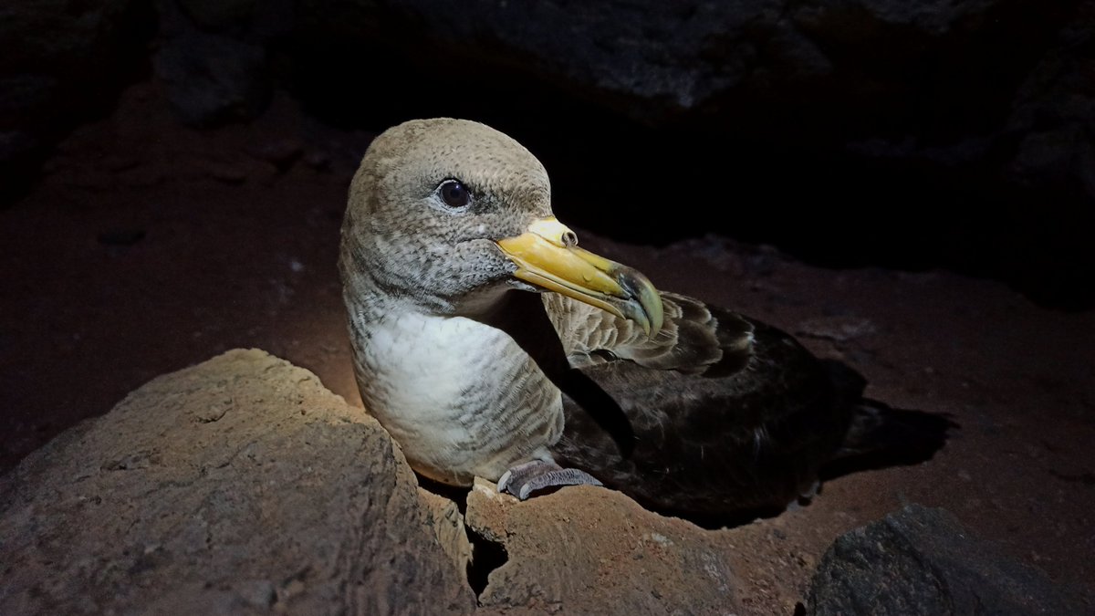 SPR_bio's tweet photo. Two weeks ago, I finished my second #fieldwork season in Veneguera, #GranCanaria, as part of @SeabirdEcology team, from @UniBarcelona.
We worked with #Calonectris borealis, deploying up to 95 #GPS (including vagrants), 84 of which were successfully recovered. It was insane! https://t.co/Bp91ONyaFN