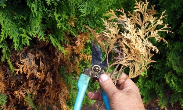 agroblogs_ru's tweet photo. Туя засыхает – лечить или выкопать и сжечь?

Вечнозеленые хвойные – украшение любого сада. Особенно если это любимые многими дачниками туи – неприхотливые, холодостойкие, декоративные, отлично отзывающиеся на подкормки и великолепно переносящие…
https://t.co/7ekszT3ZBz https://t.co/WrjLKVTlEZ