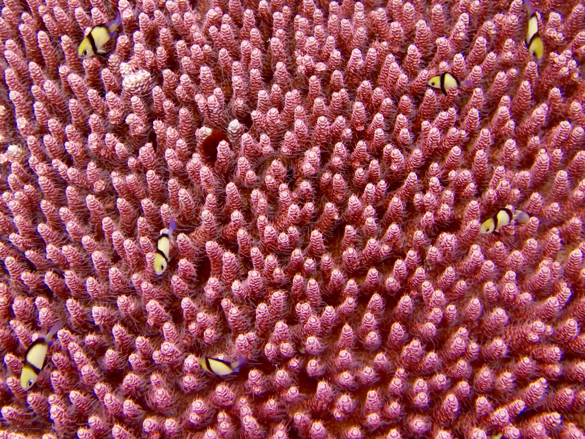Tyler Eddy (@tyzissou) on Twitter photo Humbled that one of my underwater photos is a finalist in the <a href="/NSERC_CRSNG/">NSERC / CRSNG</a> science photo competition!
If you like it and want to vote for it, it would be much appreciated!
This one is from the heart of the coral triangle – Raja Ampat, Papua, Indonesia 🐠🪸
nserc-crsng.gc.ca/ScienceExposed… Humbled that one of my underwater photos is a finalist in the <a href="/NSERC_CRSNG/">NSERC / CRSNG</a> science photo competition!
If you like it and want to vote for it, it would be much appreciated!
This one is from the heart of the coral triangle – Raja Ampat, Papua, Indonesia 🐠🪸
nserc-crsng.gc.ca/ScienceExposed…