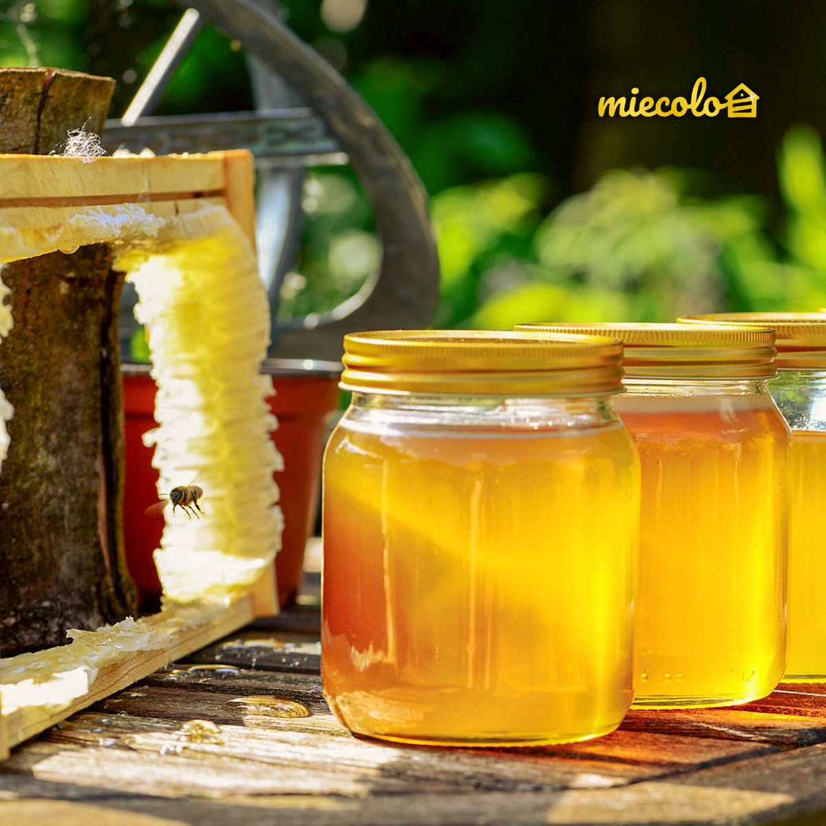 De plus en plus de personnes souhaitent aider l'#agriculture 🌱

35% des ressources alimentaires restent accessibles grâce aux #abeilles 🐝

Devenir #apiculteur n'est pas possible pour tout le monde mais acheter du #miel auprès des apiculteurs de vos régions, vous pouvez le faire