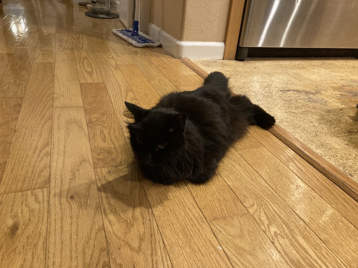 It’s #TabaxiTuesday post your #cats! <a href="/PenanceRPG/">Penance RPG 🐉 🏳️‍🌈 🐀</a> <a href="/WebWitch81000/">👾 Nearly Blind Nut is Back?! 😹</a> <a href="/StackODice/">Stack 🌻 Dice</a> <a href="/MaraudersHub/">Marauders' Missions</a> <a href="/AnitaBridges2/">Anita Bridges</a> <a href="/xb0shi3x/">Brandalf the Blonde</a> <a href="/tykashow/">🐋</a> <a href="/DeGustafson/">Derek Gustafson (he/him) is Catface Games</a> <a href="/ttjourneys/">The Tabletop Journeys Podcast</a> <a href="/secretsandcons/">secretsandconsequences</a> <a href="/adora_belleD/">🇬🇧🇳🇿</a> <a href="/Stories_bySarah/">Sarah Danielle</a> <a href="/NSFWActualPlay/">Not Safe For Wizards</a> @DangerDames @TheDice_Casters <a href="/brainytherpgcat/">Brainy The RPG Cat</a> #CatsOfTwitter