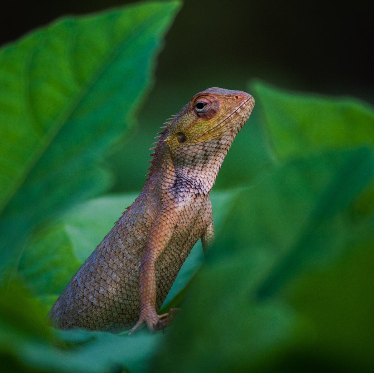Getting obsessed with this #gardenlizard. Look at his/her beauty. 
#nikonphotography #garden #plants #colorful #ThePhotoHour #ThePhotoMode #BBCWildlifePOTD #potd #stormhour @indiaves @the_wildindia @NatGeoPhotos @NikonIndia