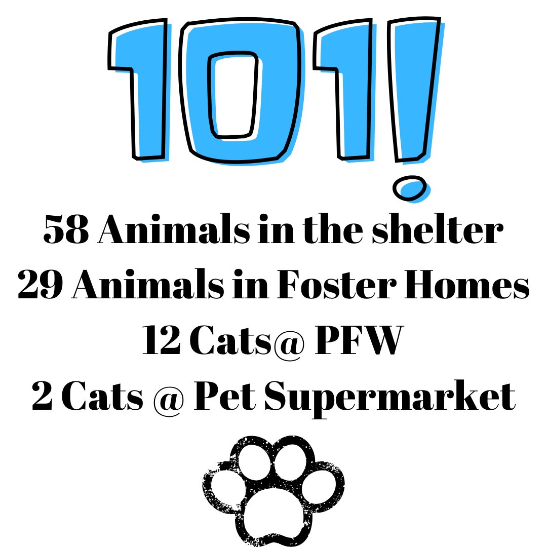 Pet Pal Shelter (@PetPalStPete) / Twitter Pet Pal Shelter (@PetPalStPete) / Twitter
