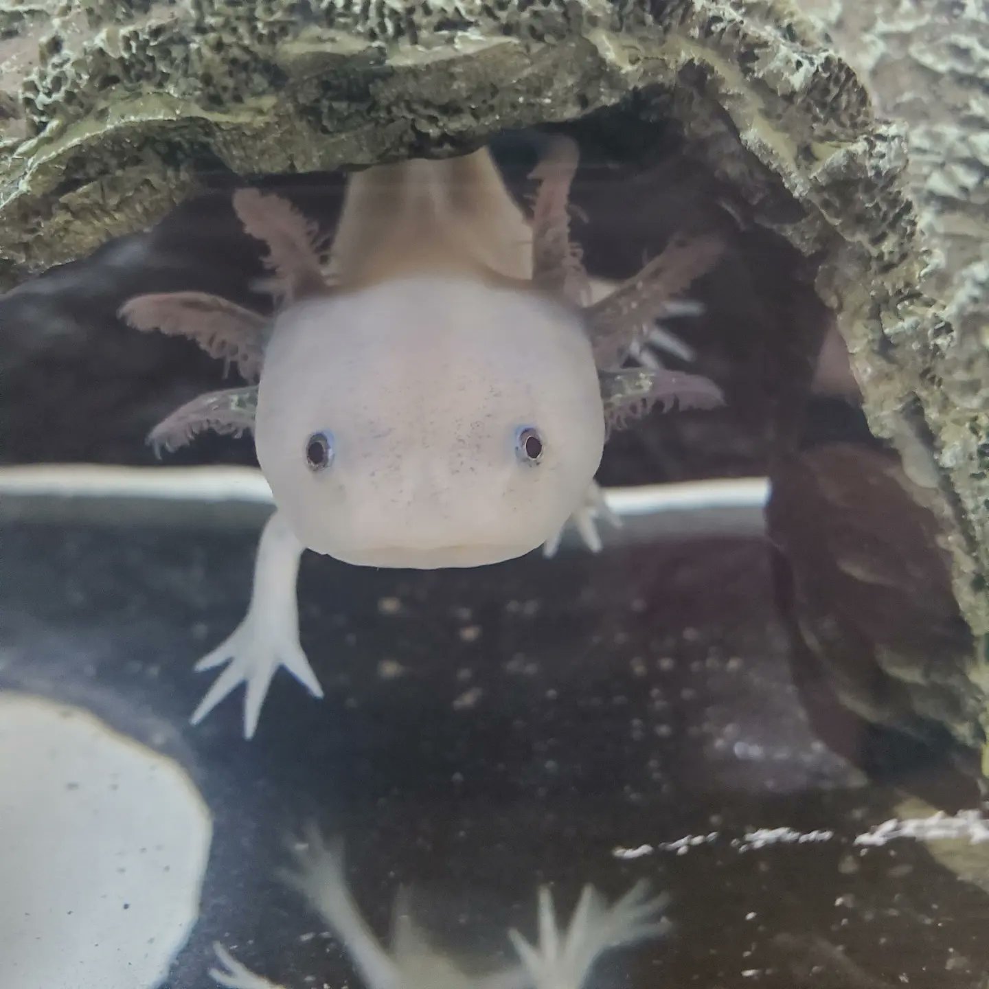 みみちゃんとねねちゃん 似たような写真ばかり撮ってしまう ウーパールーパー リューシスティック リューシ Axolotl メキシコサラマンダー アホロートル ウーパールーパーのねねちゃん ウーパールーパーのいる暮らし ウーパールーパー好きな人