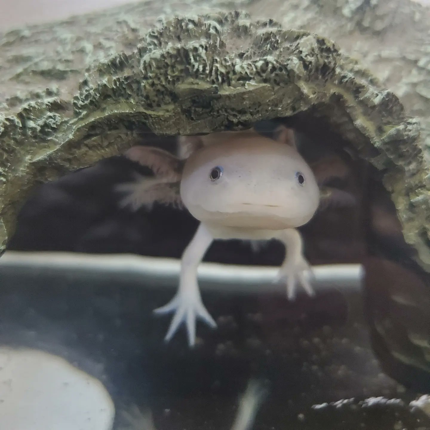 みみちゃんとねねちゃん 似たような写真ばかり撮ってしまう ウーパールーパー リューシスティック リューシ Axolotl メキシコサラマンダー アホロートル ウーパールーパーのねねちゃん ウーパールーパーのいる暮らし ウーパールーパー好きな人