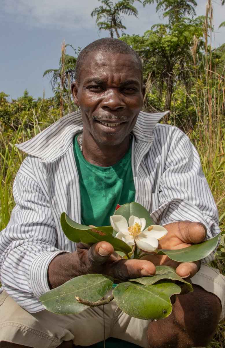 FaunaFloraInt's tweet image. Amazing news: an expedition led by @haititrust in partnership with @rewild has rediscovered a tree lost to science for 97 years... the northern Haiti Magnolia Tree! 

Plus, they took the first-ever photos of it in flower. #thicktrunktuesday #RewildTheCaribbean

📸Eladio Fernandez