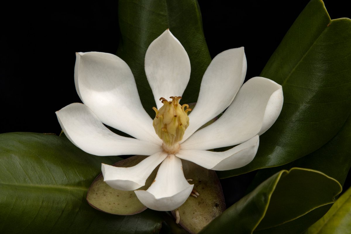 FaunaFloraInt's tweet image. Amazing news: an expedition led by @haititrust in partnership with @rewild has rediscovered a tree lost to science for 97 years... the northern Haiti Magnolia Tree! 

Plus, they took the first-ever photos of it in flower. #thicktrunktuesday #RewildTheCaribbean

📸Eladio Fernandez