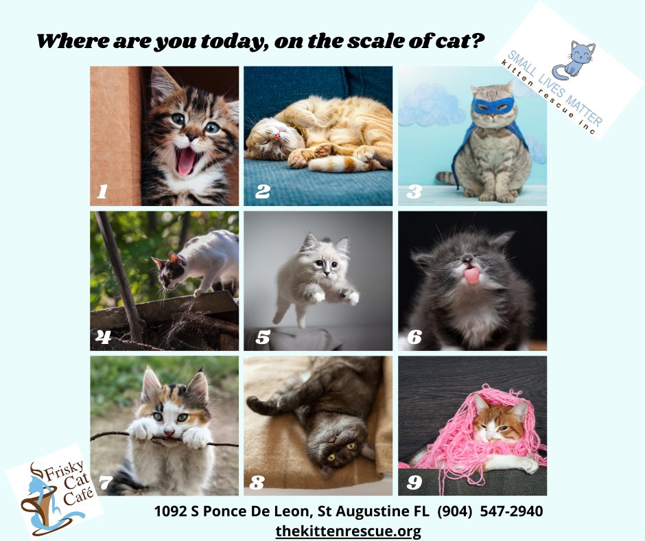 FriskyCatCafe's tweet photo. What's your scale of cat today?!? 
https://t.co/3mAhkEekmr

#HappyTuesday #smalllivesmatterkittenrescue #friskycatcafe #adopt #catrescue #kittens #thekittenrescue #donate #cats #meow #savinglives https://t.co/p1Yrr7NYUS