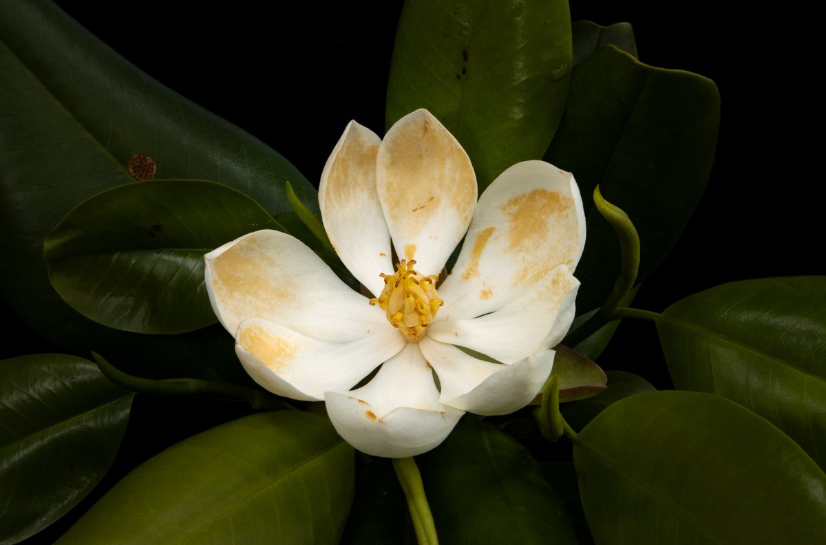 FaunaFloraInt's tweet image. Amazing news: an expedition led by @haititrust in partnership with @rewild has rediscovered a tree lost to science for 97 years... the northern Haiti Magnolia Tree! 

Plus, they took the first-ever photos of it in flower. #thicktrunktuesday #RewildTheCaribbean

📸Eladio Fernandez
