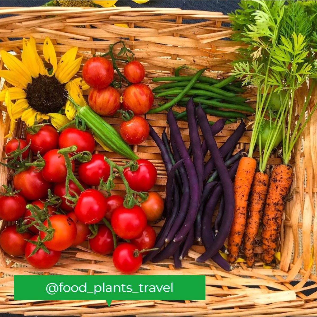 SylvaGrow tweet media