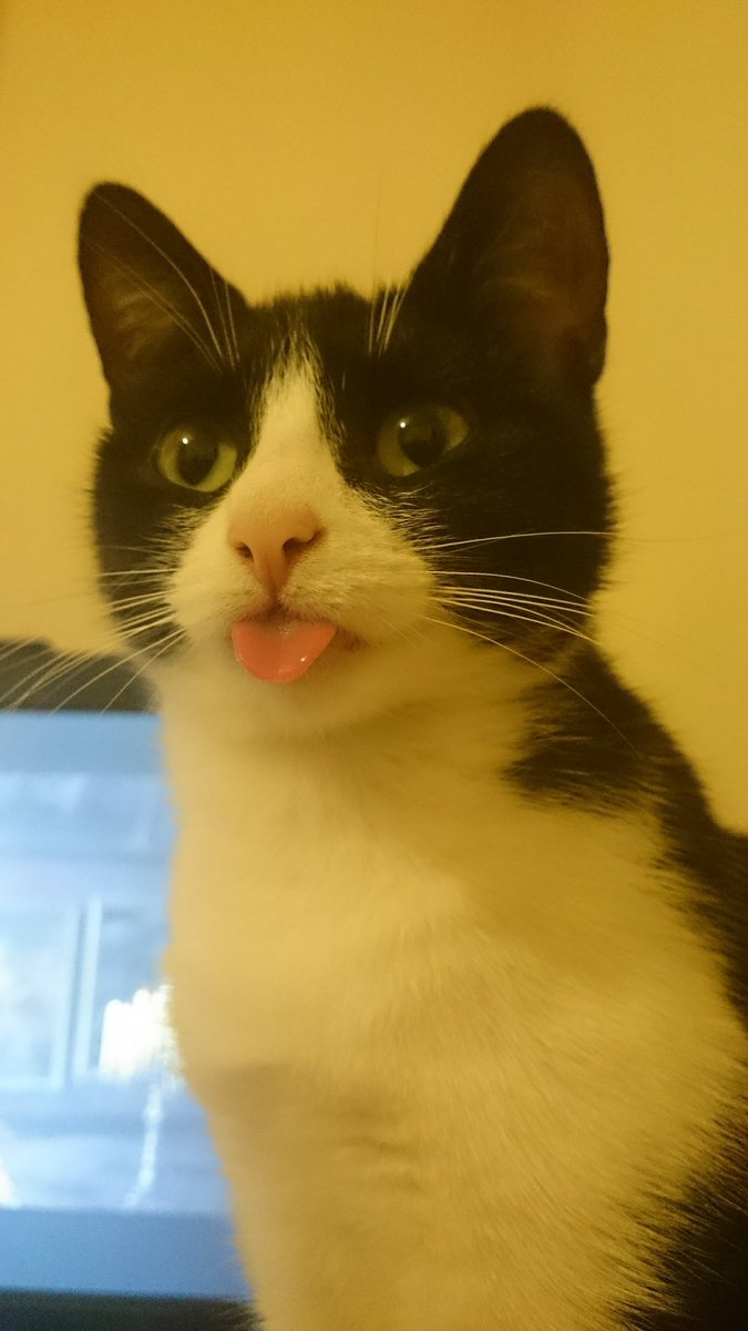 HafSeraj's tweet photo. @nse_gg @IntelUK hehe arty mlem https://t.co/EaHury9stv