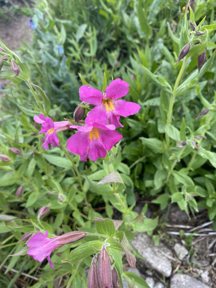 BKissmer's tweet photo. @knecht_four Funny enough, I had the same thought meeting it’s counterpart for the first time in the Wind River Range in Wyoming this weekend! 
-Sobel lab alumni :) https://t.co/JEfFc6PKDI