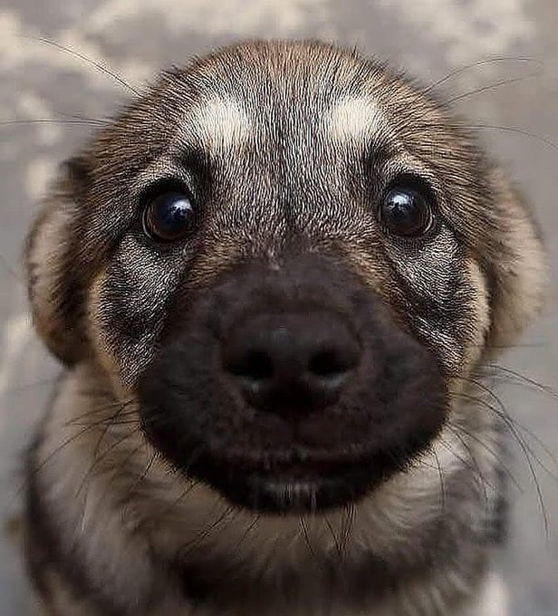 Good "boy" face 🐶