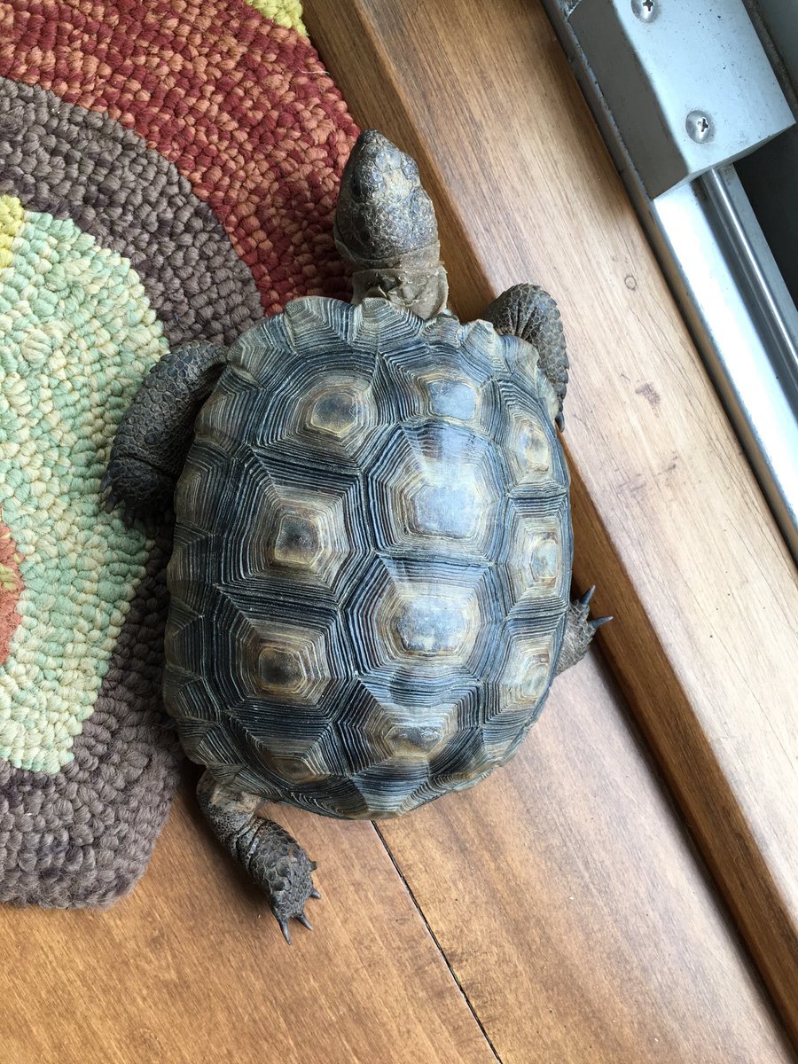 TacoTheTortoise tweet media