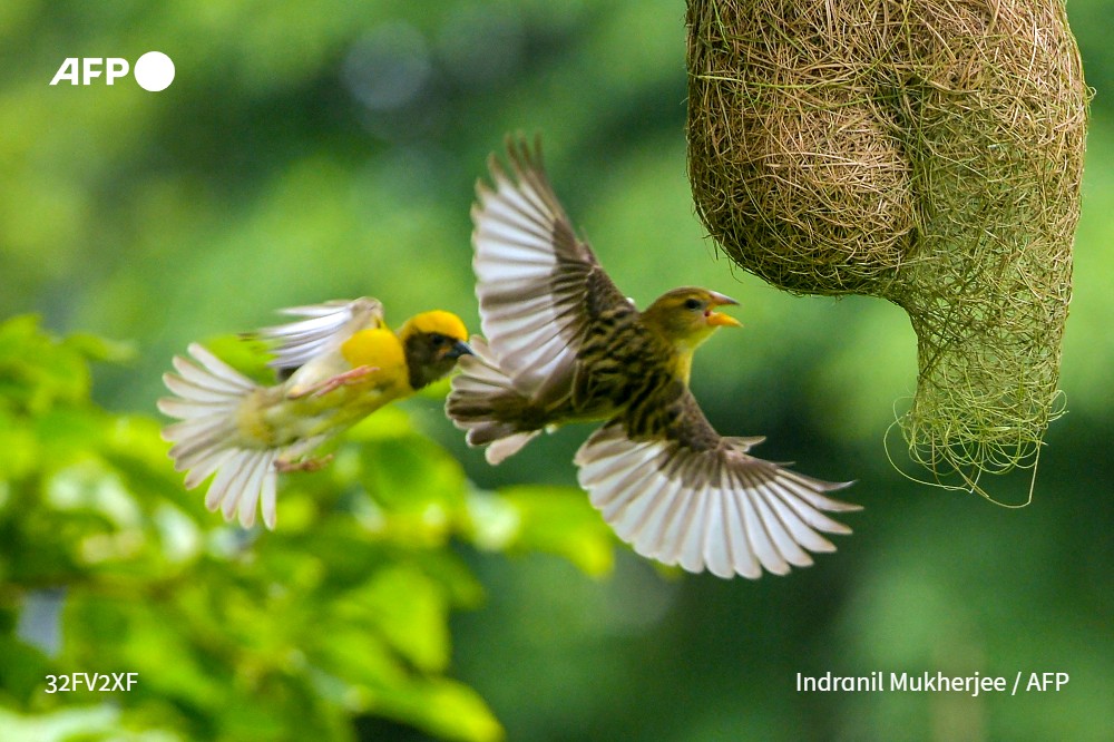 afpfr's tweet photo. 🇮🇳 Des tisserands de Baya, oiseaux natifs du sous-continent indien et de l'Asie du Sud-Est, construisent leurs nids dans un parc de Navi Mumbai #AFP

📸 @thisisindra https://t.co/ccGAI4v4tt