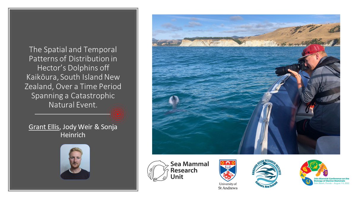 Delighted to present my work on earthquake effects on the endangered Hector's dolphin at #SMM2022 (Conservation - Group B poster session 6pm-7:30pm local time). Drop in for a chat about Hector's dolphins anytime this week! @_SMRU_