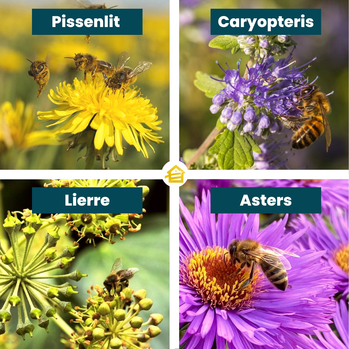 Dernier mois pour bien profiter du pissenlit !

Les caryopteris peuvent aussi fleurirent, leur couleur se rapproche du violet et attire les abeilles 🐝

En automne, le lierre et les asters apportent des ressources complémentaires pour les provisions hivernales 🌱