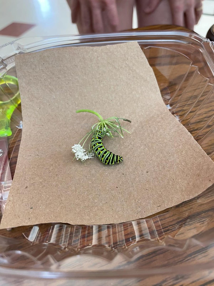 FMS Butterfly Station tweet media