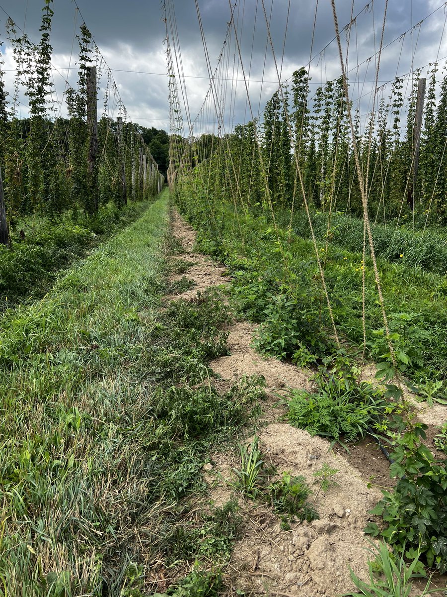 Trying out the electric weeder in crop.