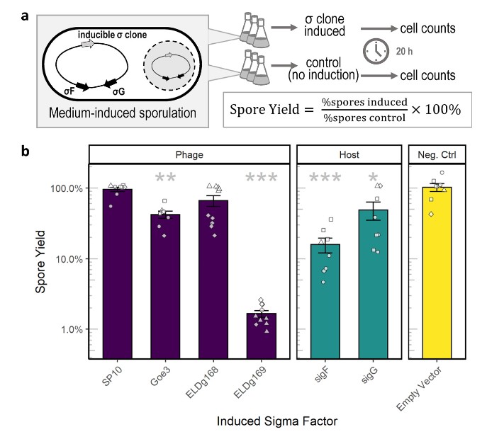 New research in #mSphere reveals that bacteriophages infecting spore-forming bacteria carry homologs of sigma factors, which may allow them to manipulate the physiology &amp; survival strategies of nongrowing bacteria to influence host-parasite coevolution. asm.social/HJ