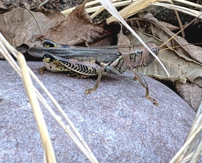 MyOnlyZero's tweet photo. my phone's specialty is taking pictures of grasshoppers https://t.co/E0KXZfTTfi