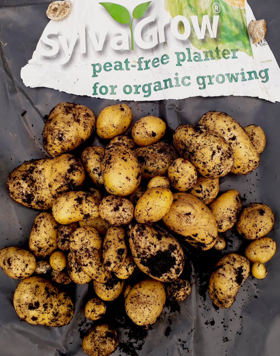 There's nothing better than #homegrown #Christmaspotatoes! Our #SylvaGrow Planter for #Organic Growing is perfect for a late-season crop of #potatoes. Catherine shows you how in her latest blog... 

👉melcourt.co.uk/how-to-grow-po…

#peatfree