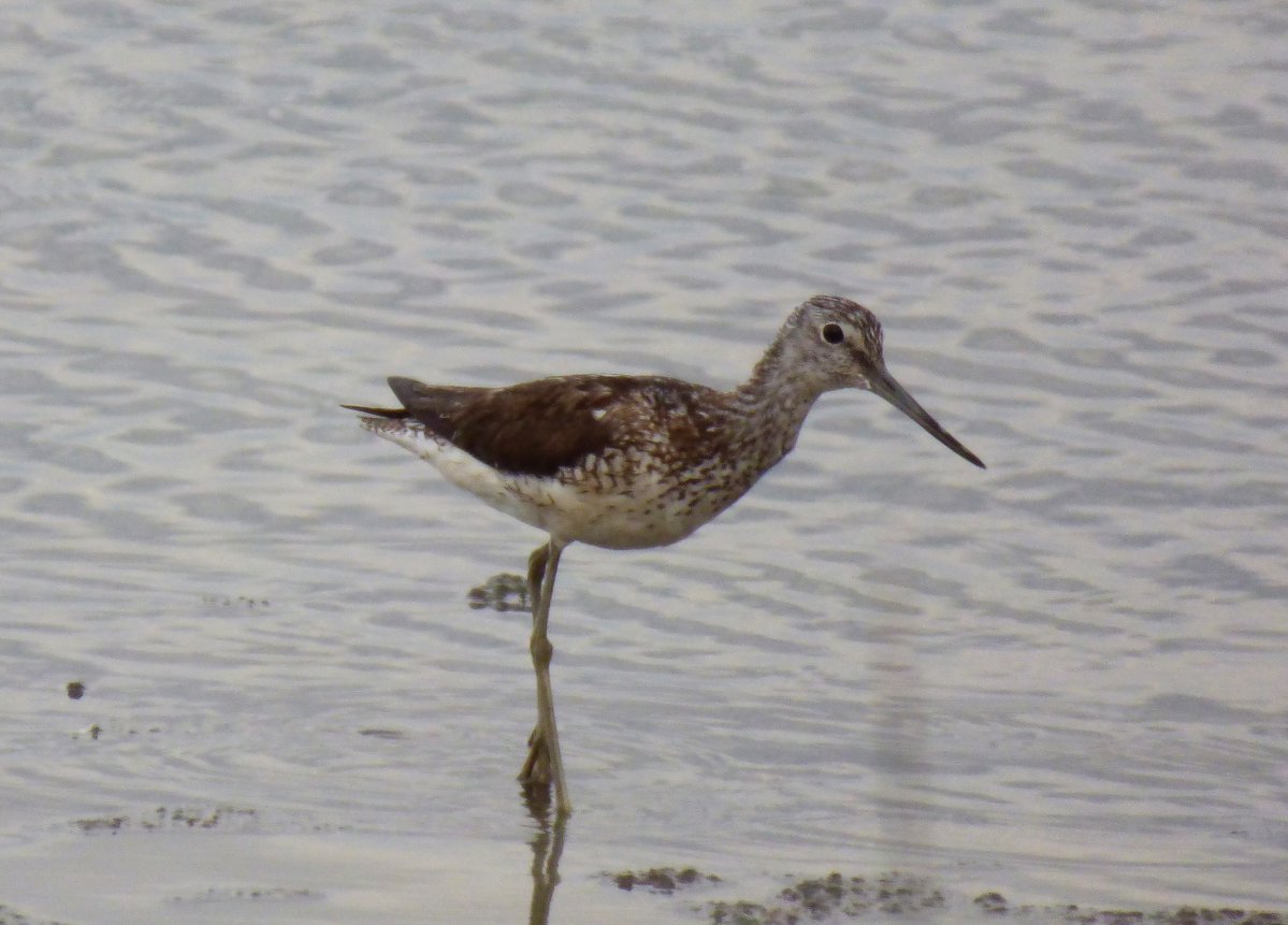 BirdCamBot's tweet photo. ๐ฎ๐น๐ฆ day 4: greenshank in poor light
#TwitterNatureCommunity #birdwatching #birds #aves #PoDelta #Veneto #BirdsSeenIn2022 @LipuOnlus @ParcoDeltadelPo https://t.co/q4gsSxHuhi