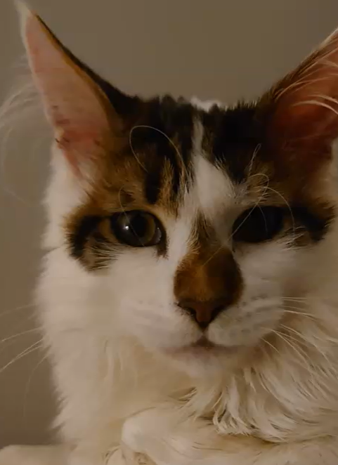 JerichoPlissken's tweet photo. @The_Blue_Cross Finding a supportive community really helps too! For me, the @The_Blue_Cross #paws2play Discord was an amazingly kind place when we lost Obi. And plenty of other members have turned to the group for support during those saddest of times. It's honestly a lovely place. https://t.co/Mr2JCgxYty