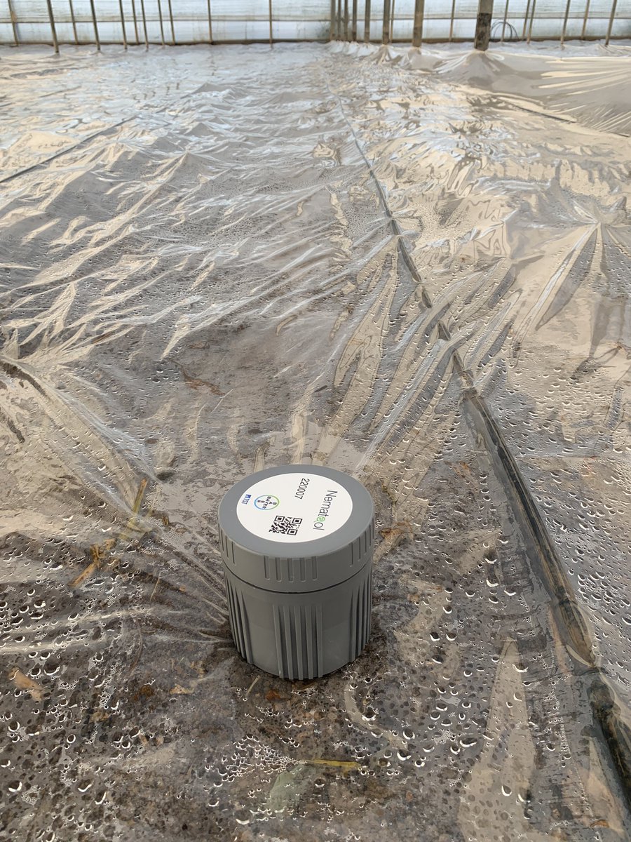 PasolargoF's tweet photo. #Nematool es una sonda de temperatura que nos indica en nuestro móvil la evolución de la solarización y su calidad final. Durante el cultivo sirve para determinar el momento de avivamiento de huevos de nematodos y su control con la aplicación de #BioAct, nematicida biológico https://t.co/NaQBgWW5ZW