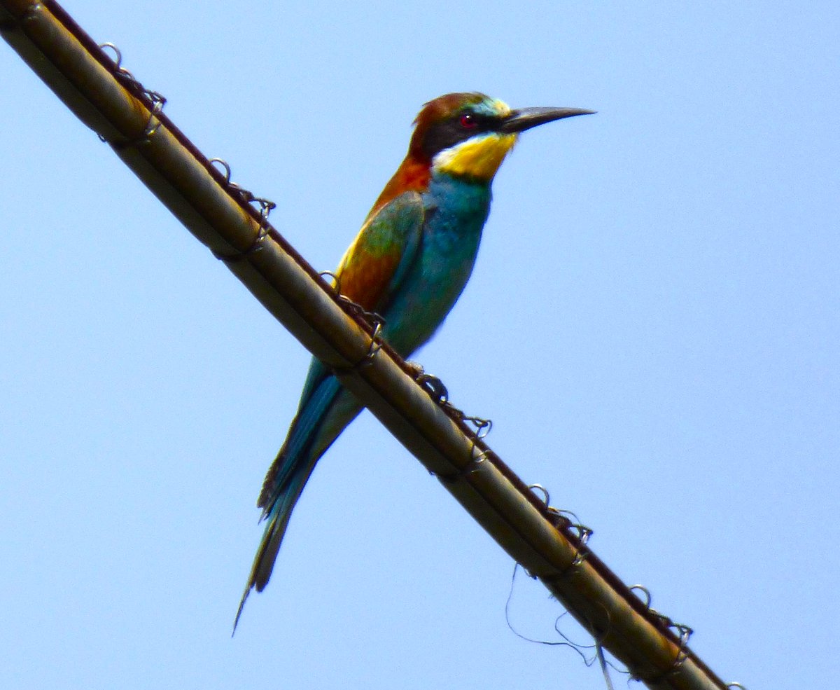 BirdCamBot's tweet photo. ๐ฎ๐น๐ฆ day 15: ending the series with my absolute favourite local, the European bee-eater ๐
A fabulous bird, no matter how mediocre the picture
#TwitterNatureCommunity #birdwatching #birds #aves #PoDelta #Veneto #BirdsSeenIn2022 @LipuOnlus @ParcoDeltadelPo https://t.co/7HTY5qX66B