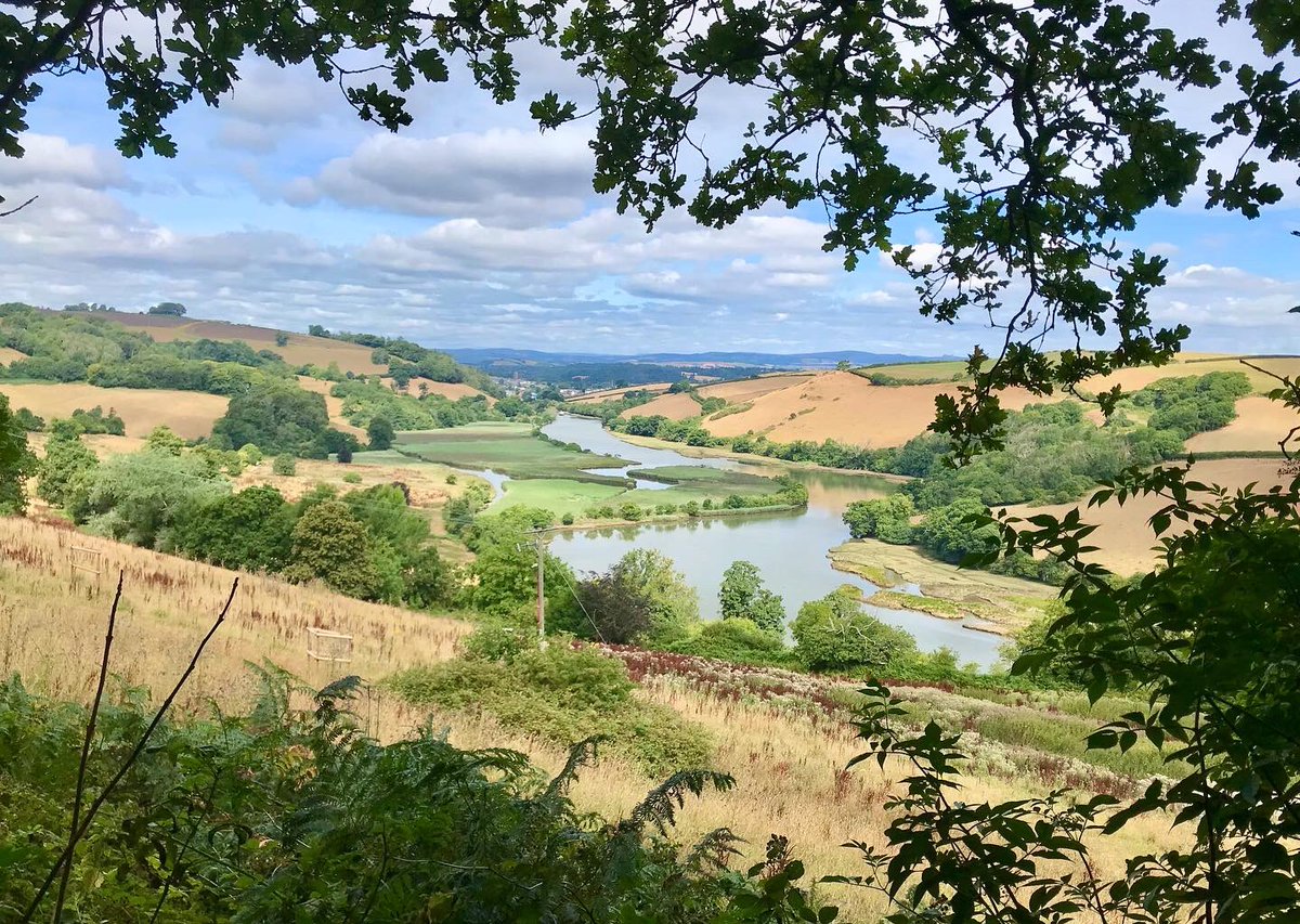 mellowhelen's tweet photo. Parchment-dry, the fields above the river have already turned golden brown. I watch as crisp, crackling leaves slowly drift down from treetops #August #Summer #Autumn #Totnes #Ashprington #Sharpham #Devon #RiverDart https://t.co/lEbqW3UDwT