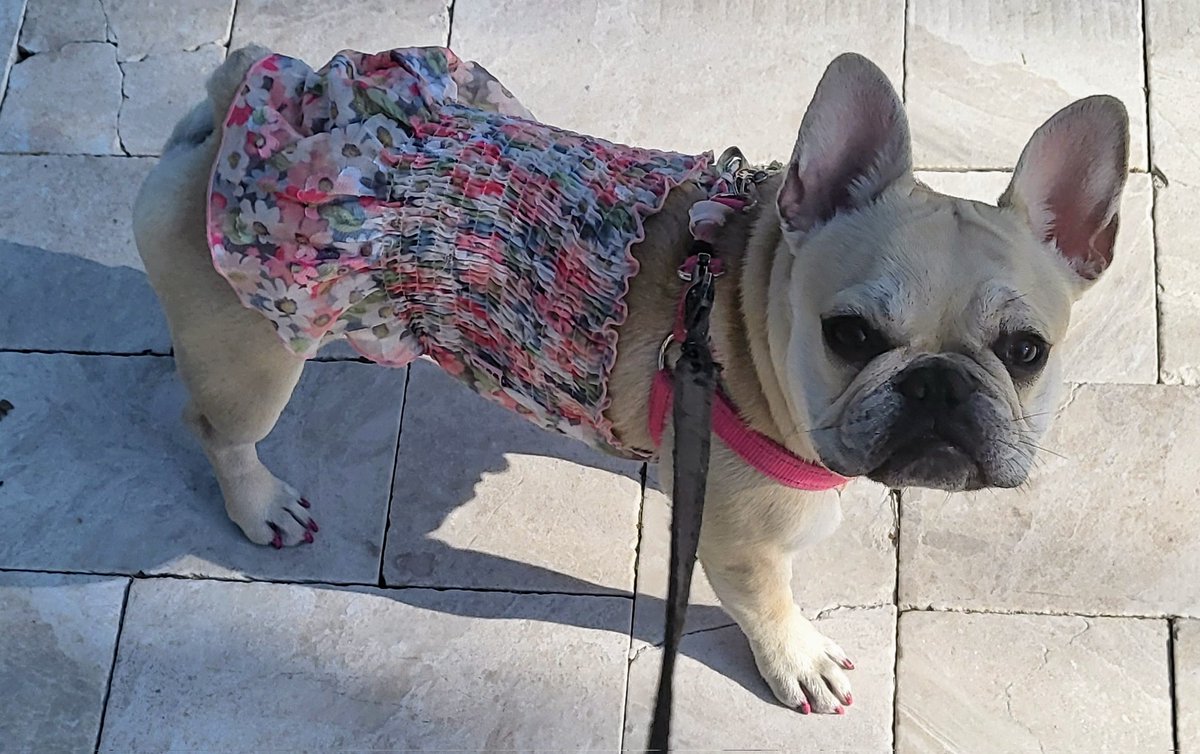 MrFroggy9's tweet photo. Remi my sweet little frenchie. She's such a sweet easy going dog. With glorious bouts of zoomies. https://t.co/CNKOUlXv1B