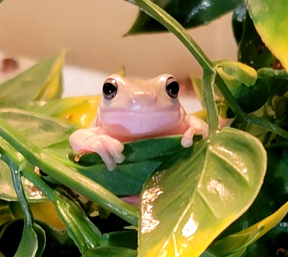 FeelinFroggieMO's tweet photo. Good morning from one of our beautiful blue-eyed snowflake babies. That face! 🥰🐸❤️ https://t.co/uXHwnP9KFx