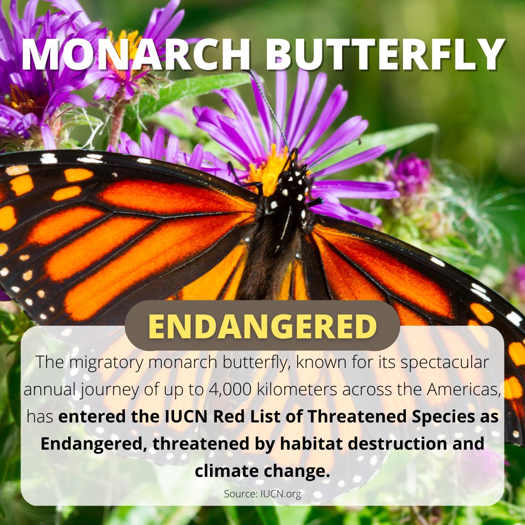 Monarch Butterfly Fact Sheet, Blog, Nature