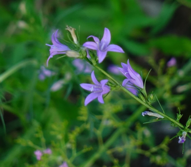 mariajosanchis's tweet photo. Repunxó o campaneta de blats.
Cultivada antigament com a hortalissa i, per tant, mengívola:
arrels i fulles.
Campanula rapunculus.
En obagues de muntanyes diàniques del País Valencià. https://t.co/Sk7yywUMKE