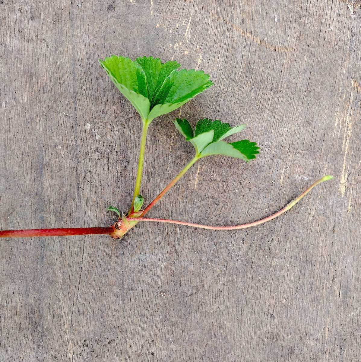 Established #strawberries will be sending out runners now, with nifty little baby plants on the ends that are easy to #propagate. 🍓🍓They can be potted up into small pots of #compost or planted into our #SylvaGrow Planter. Get more tips via our video 👉youtube.com/watch?v=S3qMOs…
