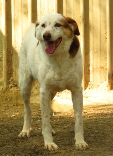 PETfriendly tweet media