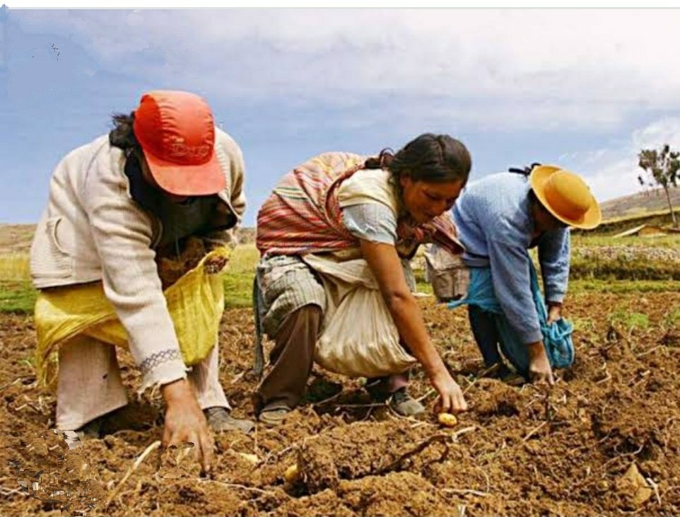 LaIndustria_cix's tweet photo. ➡️🛑🔵 POR FIN COMPRAN FERTILIZANTES | Los repartirían en setiembre

#AgroRural confirmó la compra de urea para uso agrícola a Ready Oil Supply LLC, de EE.UU. La entrega sería  en un plazo no mayor a 45 días, posterior a la firma del contrato. El reparto se daría en setiembre. https://t.co/pRUt75nFE0