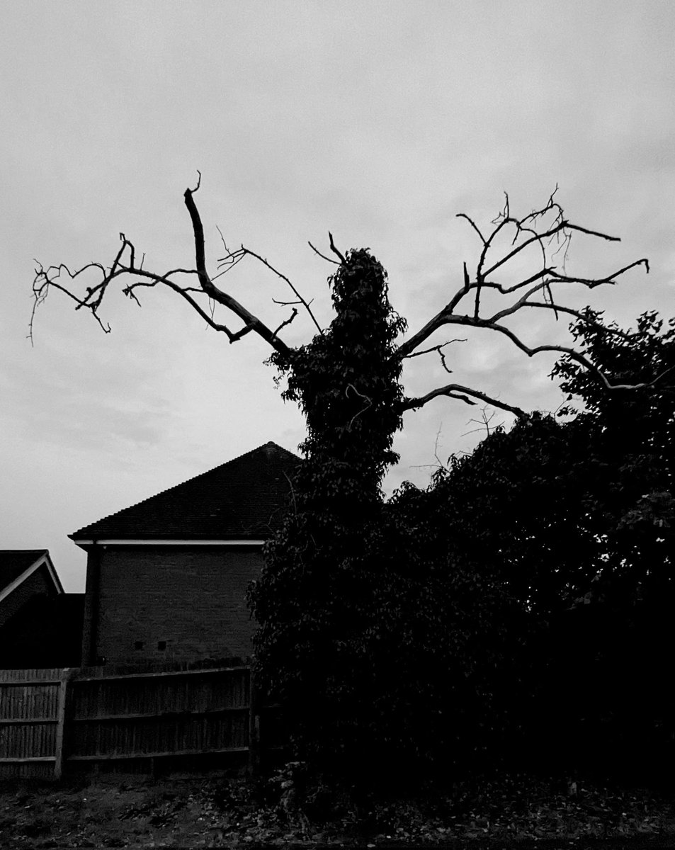 DuncanJGibbons's tweet image. Imagine this was the view from your bedroom as a kid... 💩😱👻

#eviltree #scarytree