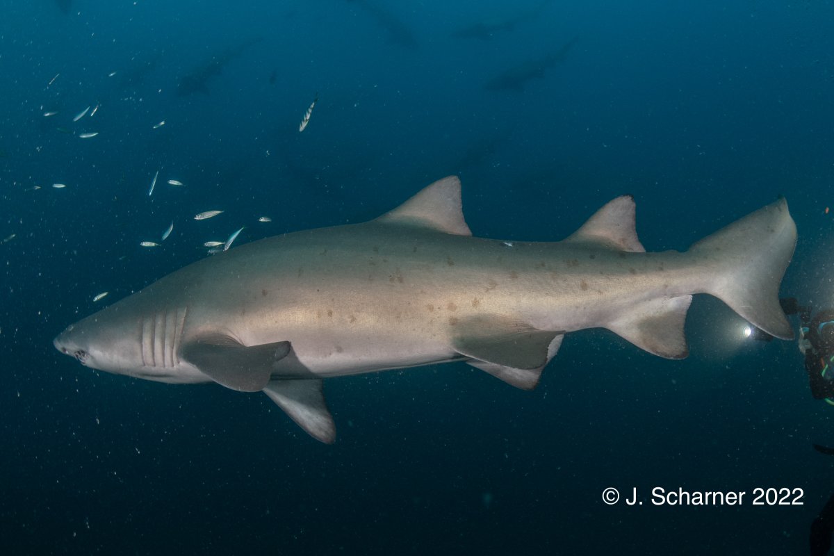 SpotASharkUSA's tweet photo. It's a match! 🎉
Research intern @b_regester was ID'ing #sandtiger photos from community-scientists &amp; found a resighting of this lovely #sandtiger #shark on the #Caribsea- first spotted in September 2021 by 📸Devin Daniels &amp; again in July 2022 by 📸Juergen Scharner. So cool!🦈 https://t.co/DyEu75ceLf