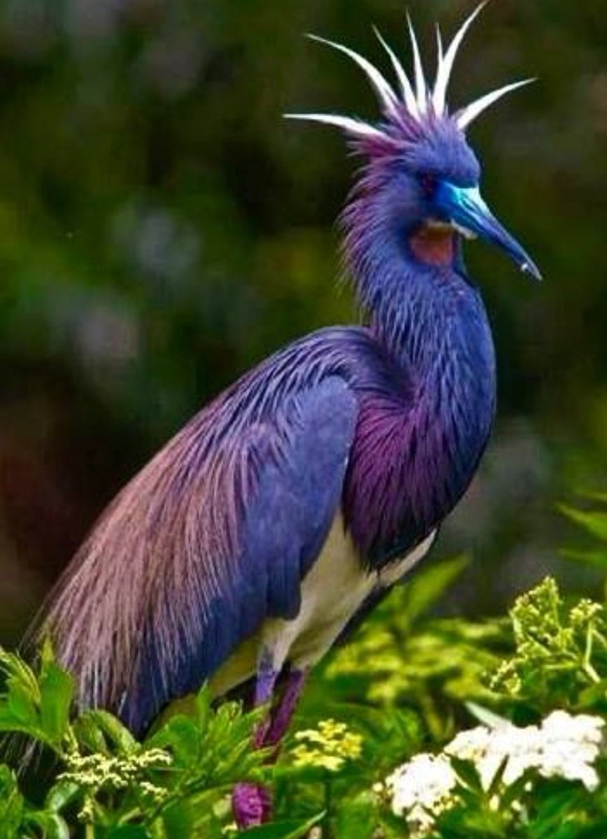 jaingurug's tweet photo. #wildlife #photo #Beautiful #tuesdayvibe #NatureBeauty https://t.co/TAUqa1vMS1