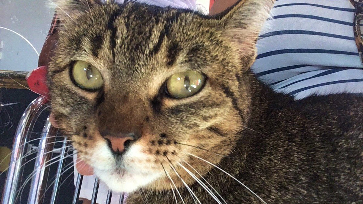 LucianaCla_LUZ's tweet image. Quando vc vai no cabeleireiro e ganha “terapia” extra… ❤️

#cuidandodemim #stormproject #gatoterapia