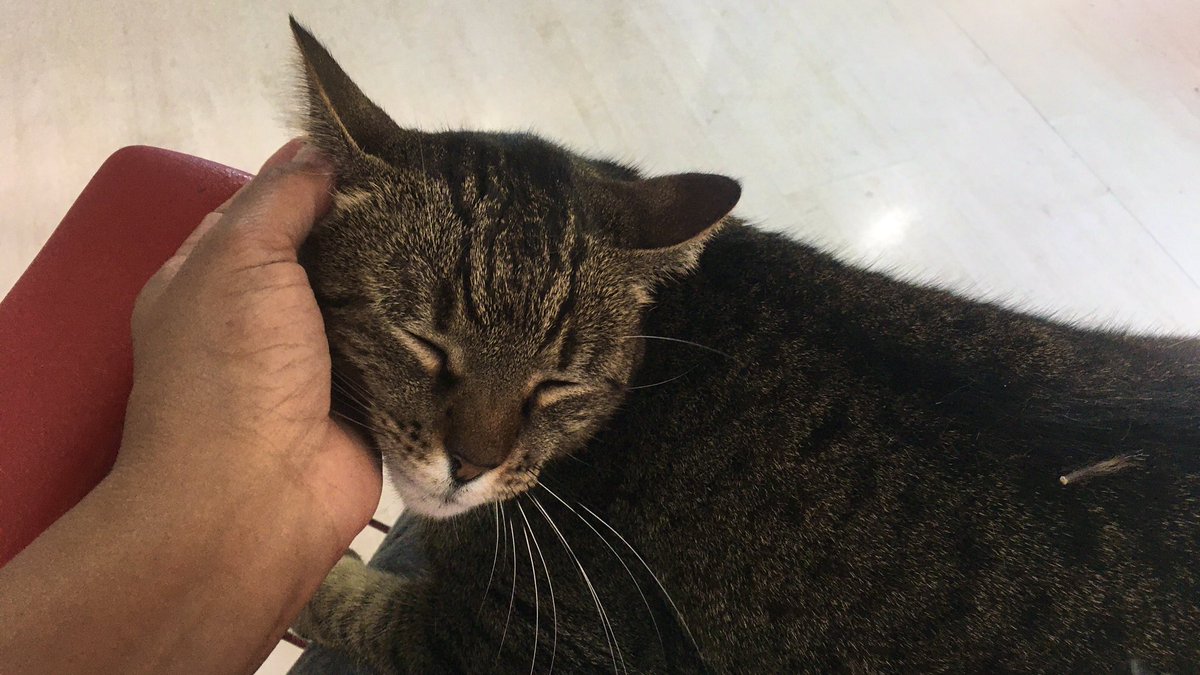 LucianaCla_LUZ's tweet image. Quando vc vai no cabeleireiro e ganha “terapia” extra… ❤️

#cuidandodemim #stormproject #gatoterapia