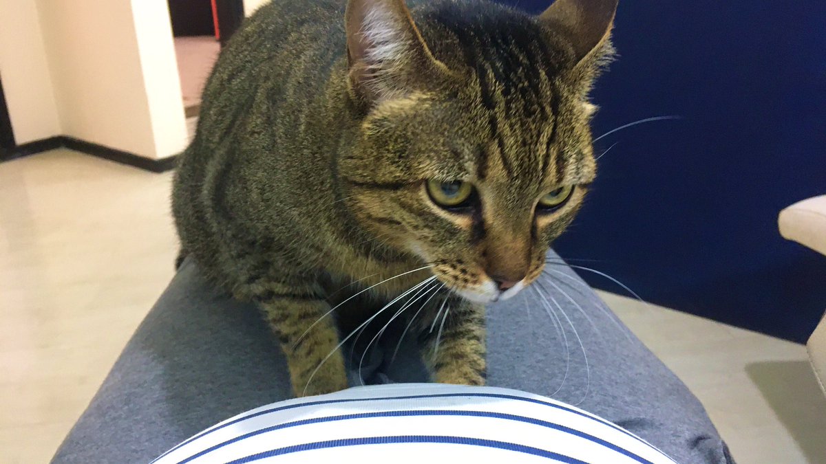 LucianaCla_LUZ's tweet image. Quando vc vai no cabeleireiro e ganha “terapia” extra… ❤️

#cuidandodemim #stormproject #gatoterapia