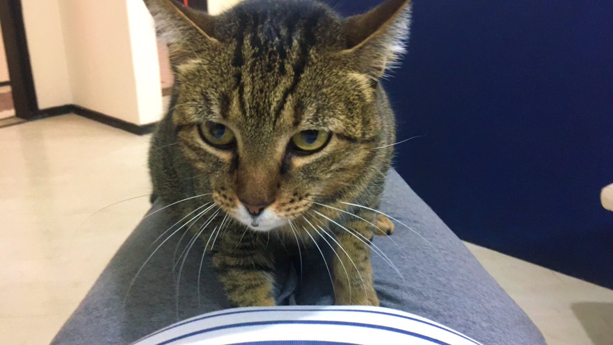 LucianaCla_LUZ's tweet image. Quando vc vai no cabeleireiro e ganha “terapia” extra… ❤️

#cuidandodemim #stormproject #gatoterapia