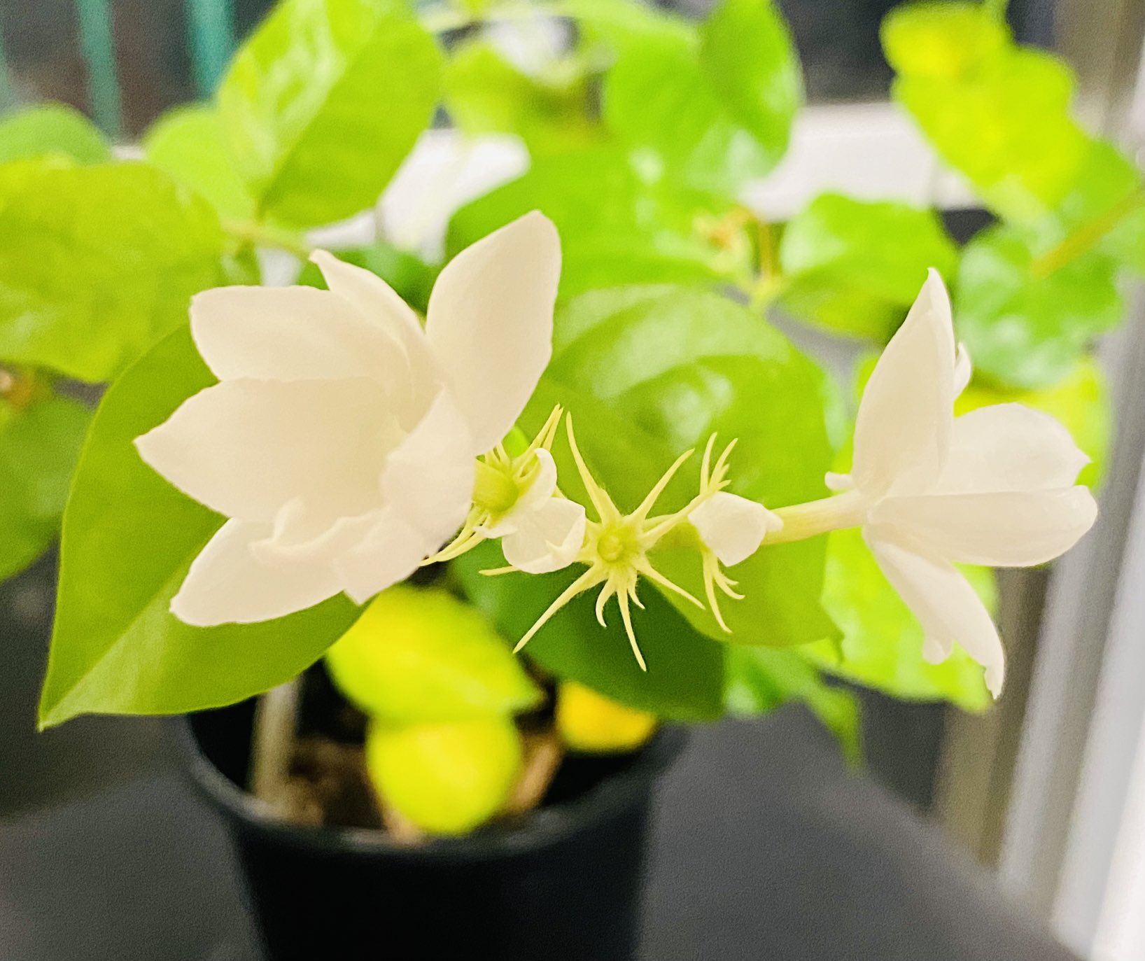 サンドアート集団silt 代表 船本恵太 お花屋さんにいただいたジャスミンの花が次々と咲いて良い香り ありがとう T Co Rdpm5n6pfo Twitter
