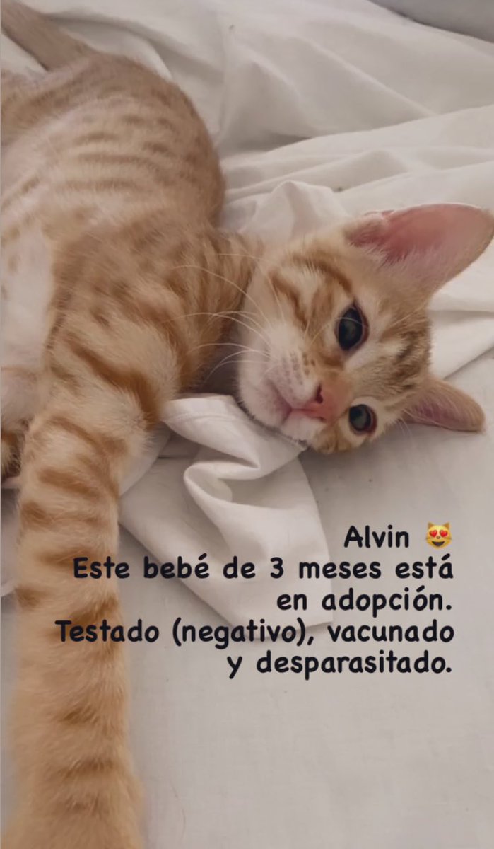 LeticiaMM78's tweet photo. Alvin de 3 meses en adopción responsable. Testado (negativo), desparasitado y el pasaporte de vacunación al día. Con compromiso de esterilización. Es adorable, juguetón y cariñoso. #AdoptaNoCompres #adopcionmascotas #AdopcionResponsable #gatos https://t.co/sLpdEUNVyp