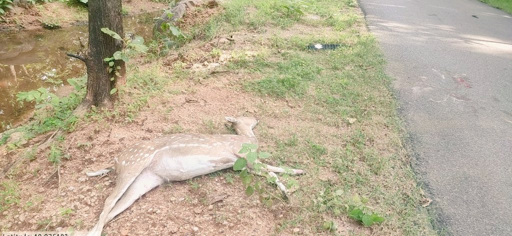 fdo_nirmal's tweet photo. Wildlife being killed in road accidents - this one from dimmadurthy. Request people to drive safe and R&amp;B dept to take appropriate measures to safeguard wildlife and biodiversity @RoadkillsIndia @Kawal_TR @Collector_NML @TelanganaCOPs @sp_nirmal https://t.co/ftYvwBYfru