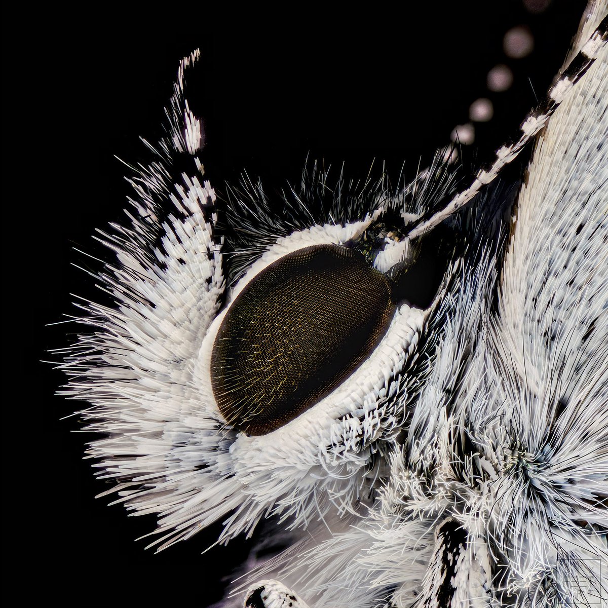 sagaOptics's tweet photo. 🇬🇧Holly blue, Celastrina argiolus. A herald of spring that is on the move in many gardens from April.
#Celastrinaargiolus #celastrina #butterfly #schmetterling #tagfalter #insects #insect #diversity #nature https://t.co/kXO69B2CXn