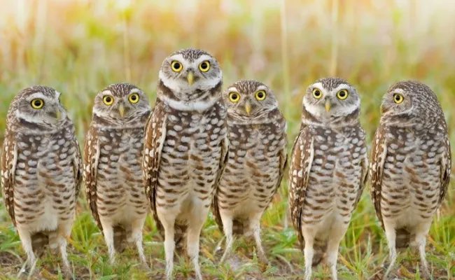 AvalanchePolicy's tweet photo. Want to know who is behind @OwlExplains? Meet the team! https://t.co/IxgyM8rFFB